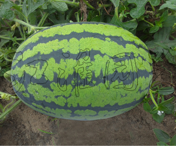 菁華