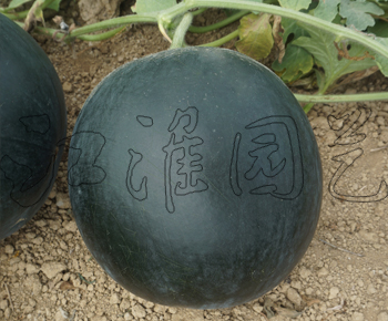 墨美10號
