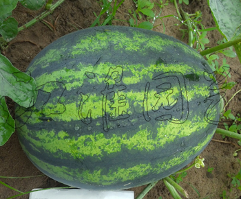 虎妞2號