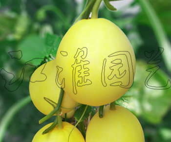 黃優美