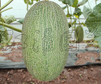 江淮蜜二號