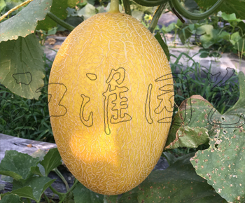 歐蜜10號