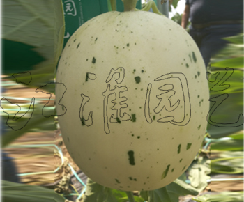 蜜彩2號