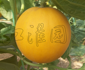金童3號