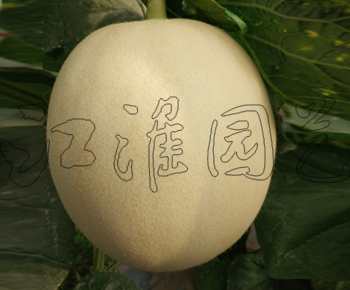 甜美4號