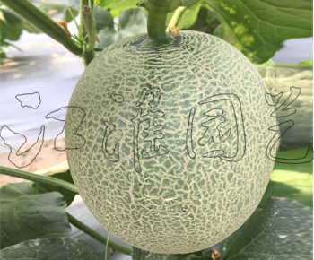 翠蜜2號