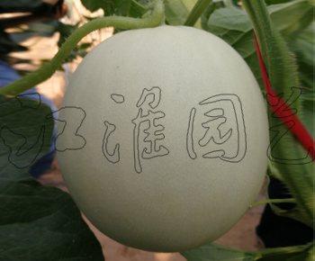 蜜豐一號