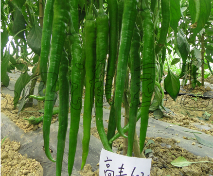 高豐602
