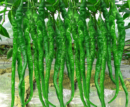 天椒3號