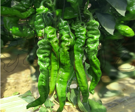 天椒4號