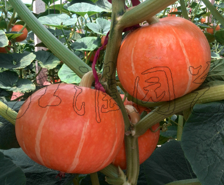 紅粉佳人