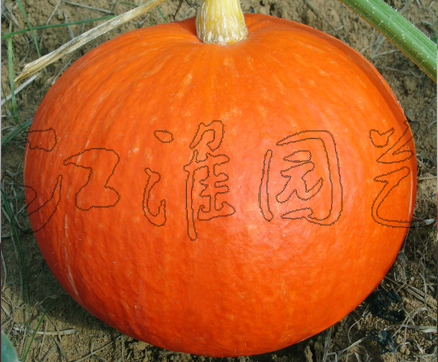 黃金2號