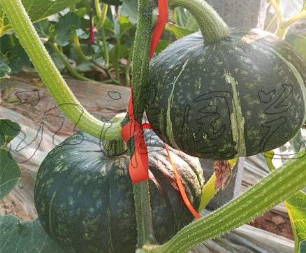江栗3號