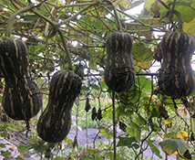 玲瓏1號