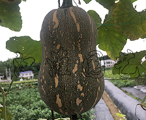 玲瓏2號