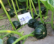 貝栗10號
