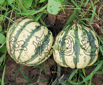 綠野仙蹤