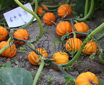 金色年華