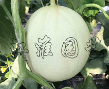 銀蜜3號