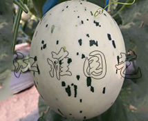 蜜彩3號