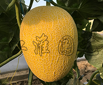 江淮蜜9號