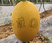 紅佳2號