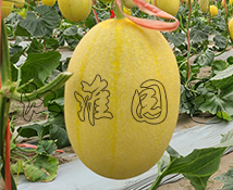 紅佳3號