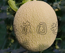白玉堂1號