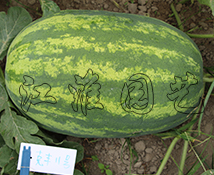 克豐11號