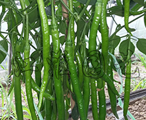 辣美2號