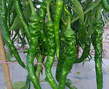 天椒5號