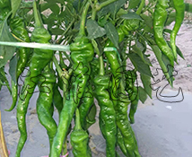 天椒6號