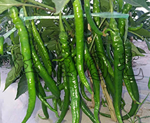 天椒7號