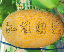 金翡翠1號