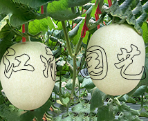 玉白2號