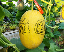 紅佳12號